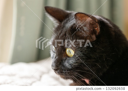 Black cat  132092638