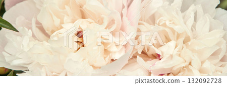 Close-up of delicate white peony blooms in soft natural light Close-up of delicate white peony blooms in soft natural light 132092728