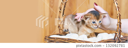 Adorable abyssinian kitten in basket with caucasian female hand gently petting 132092781