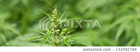 Close-up of flowering cannabis plant with lush green leaves in natural setting 132092784