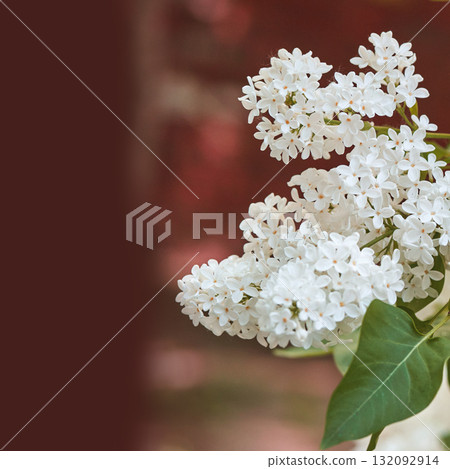 Close-up of blooming white lilac flowers against blurred red and green 132092914