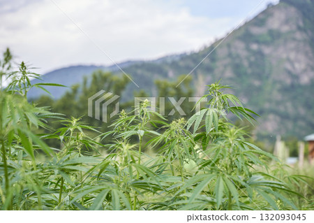 Lush green cannabis plants growing in mountainous landscape under clear blue sky 132093045