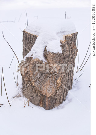 Snow covered tree stump in winter forest landscape with smooth white background Snow covered tree stump in winter forest landscape with smooth white background 132093088