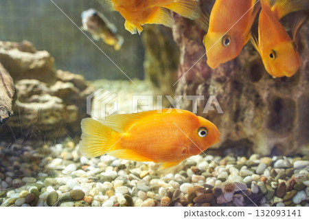 Bright orange cichlid fish swimming in aquarium with rocks and pebbles 132093141