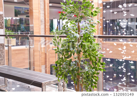 Indoor ficus plant in modern shopping mall atrium with glass railings and wood 132093149