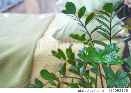 Close-up of vibrant green indoor plant with textured yellow bedspread 132093176