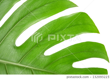 Close-up of green monstera leaf with visible water droplets on white background 132093223