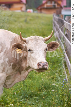 Close-up of a brown cow with horns grazing in a lush green farm field 132093237