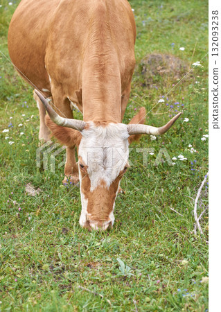 Brown cow grazing in a wildflower meadow on a sunny day with green grass 132093238