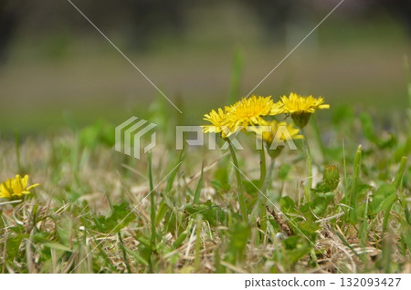 蒲公英（岐阜縣不破郡關原町） 132093427