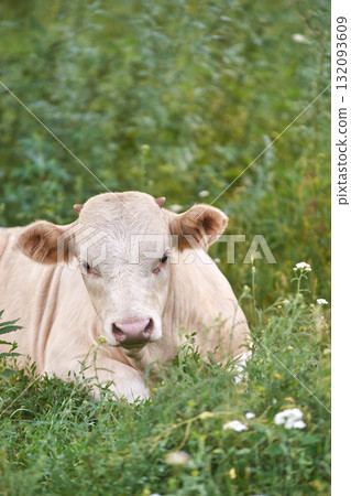 Calm white cow resting in lush green field surrounded by wildflowers on a sunny 132093609