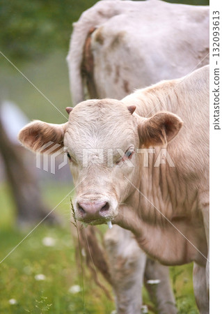 Young calf grazing in green pasture with nearby cow on a farm 132093613