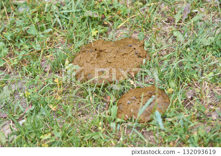 Fresh cow dung on green grass in a pasture setting during daylight 132093619