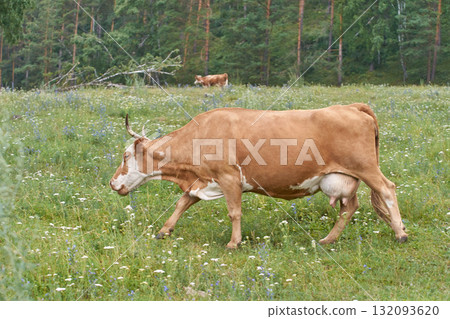Brown cow grazing in lush green meadow with forest background under clear sky Brown cow grazing in lush green meadow with forest background under clear sky 132093620