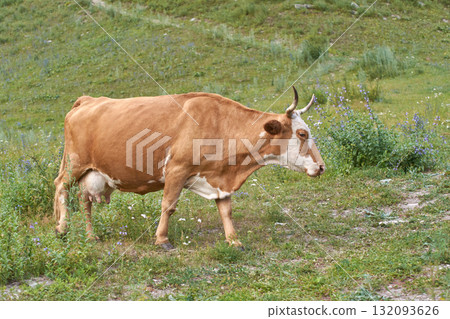 Brown cow grazing on lush green pasture with wildflowers in countryside Brown cow grazing on lush green pasture with wildflowers in countryside 132093626