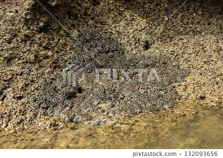 Natural barnacle colony on rocky shoreline with ocean textures and marine life Natural barnacle colony on rocky shoreline with ocean textures and marine life 132093656