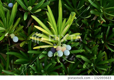 Fruit of the Japanese quince (Magicaceae, Magic genus) Fruit of the Japanese quince (Magicaceae, Magic genus) 132093683