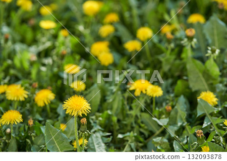 Vibrant yellow dandelions blooming in lush green meadow on a sunny day 132093878