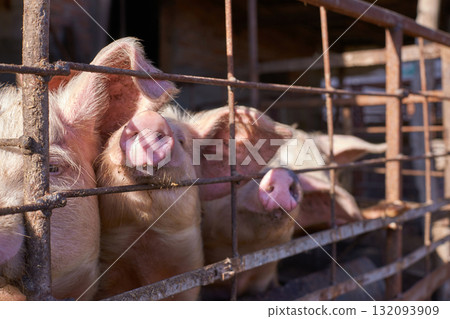 Group of three pigs in a pen with sunlight on their snouts Group of three pigs in a pen with sunlight on their snouts 132093909