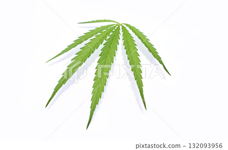 Detailed green cannabis leaf on white background highlighting fine textures Detailed green cannabis leaf on white background highlighting fine textures 132093956