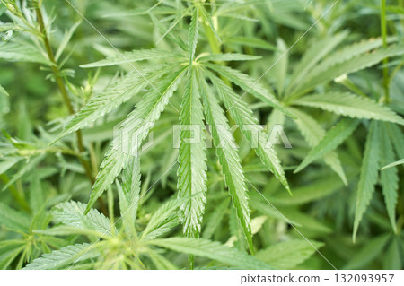 Close up of lush green cannabis plants with detailed leaves in natural setting Close up of lush green cannabis plants with detailed leaves in natural setting 132093957