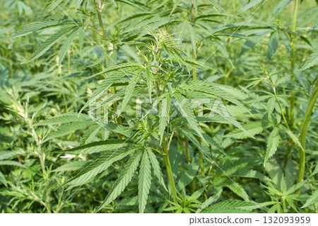 Hemp plants growing in a lush field with green leaves and stalks, ideal 132093959