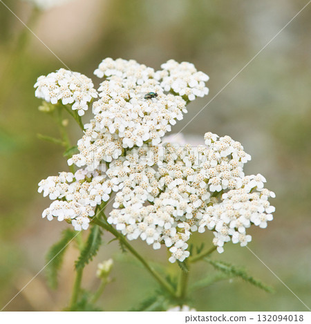 Close-up of white yarrow flowers with green stems in natural outdoor setting Close-up of white yarrow flowers with green stems in natural outdoor setting 132094018