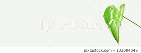 Minimalist green monstera leaf on white background with copy space for nature Minimalist green monstera leaf on white background with copy space for nature 132094049