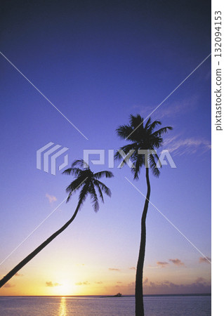 sunset over palm trees and sea 132094153