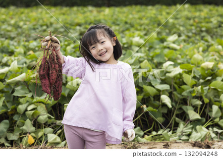 Cute girl harvesting sweet potatoes 132094248