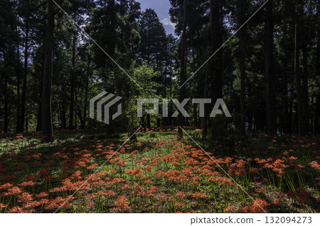 Cluster amaryllis blooming in the forest Cluster amaryllis blooming in the forest 132094273