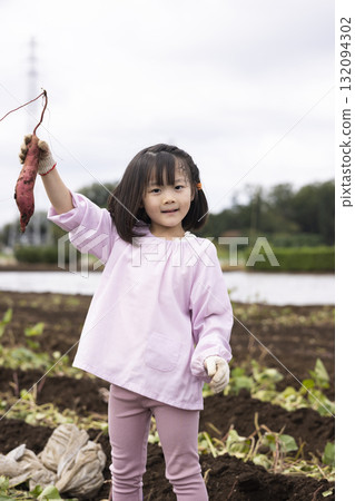 Cute girl harvesting sweet potatoes 132094302
