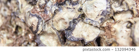 Close-up of oyster shell texture with natural patterns and colors 132094346