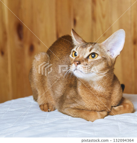 Alert abyssinian cat resting on a quilted white bed against wooden wall 132094364