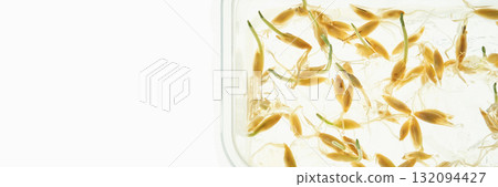 Wheatgrass seeds germinating in water on white background 132094427
