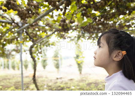 Cute little girl harvesting kiwi fruit 132094465