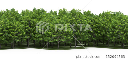 forest line with shadows under the trees, isolated on transparent background, 3D illustration, cg render forest line with shadows under the trees, isolated on transparent background, 3D illustration, cg render 132094563