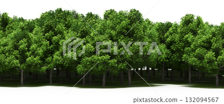 forest line with shadows under the trees, isolated on transparent background, 3D illustration, cg render forest line with shadows under the trees, isolated on transparent background, 3D illustration, cg render 132094567