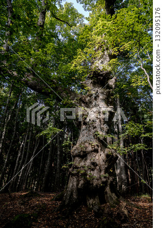 The giant "Komainu Linden" tree in the Shirakami Mountains A linden tree standing in the forest of Mount Fujisato Komagatake in Akita Prefecture 132095176