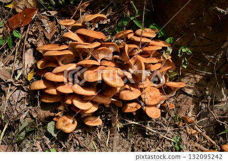 蜜環菌(Armillaria mellea)(傘菌科)傘菌亞門 蜜環菌(Armillaria mellea)(傘菌科)傘菌亞門 132095242