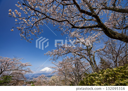 Cherry blossoms at Mt. Gotemba · Peace Park and Mount Fuji Cherry blossoms at Mt. Gotemba · Peace Park and Mount Fuji 132095316