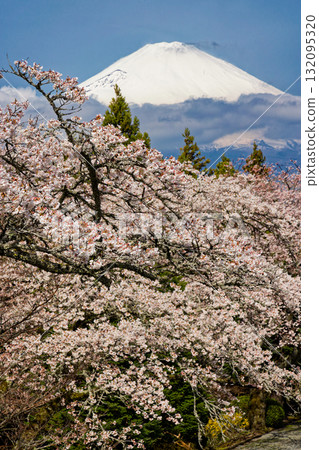 Cherry blossoms at Mt. Gotemba · Peace Park and Mount Fuji 132095320