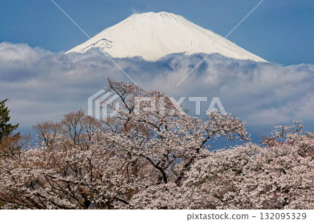 Cherry blossoms at Mt. Gotemba · Peace Park and Mount Fuji Cherry blossoms at Mt. Gotemba · Peace Park and Mount Fuji 132095329