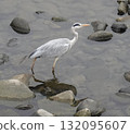 Gray heron aiming for fish in the river 132095607