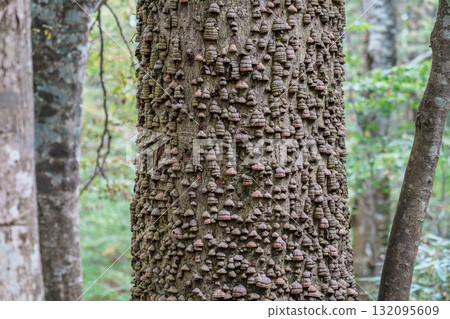 Polyporus koshime growing in the Taketai virgin forest in early autumn, Shirakami-Sanchi, Fujisato-cho, Akita Prefecture 132095609