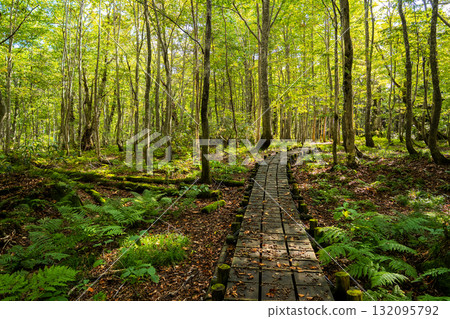 [World Heritage] Shirakami-Sanchi Beech Forest | Wooden Walkway in the Taketai Nature Observation and Education Forest 132095792