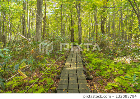 [World Heritage] Shirakami-Sanchi Beech Forest | Wooden Walkway in the Taketai Nature Observation and Education Forest 132095794