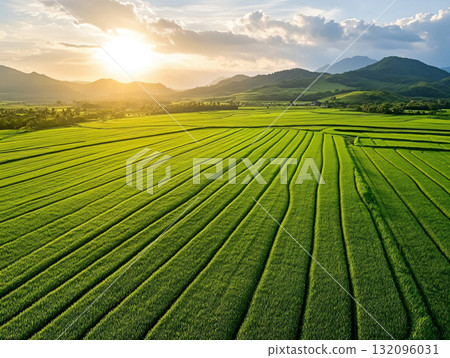 Aerial view green rice fields and the sky. natural harmony and freshness. AI Generated. Aerial view green rice fields and the sky. natural harmony and freshness. AI Generated. 132096031