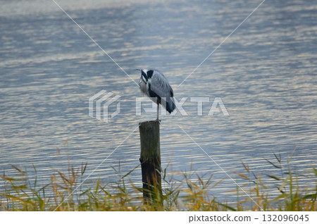 灰鷺（東京港野鳥公園/東京都大田區東海三丁目） 132096045