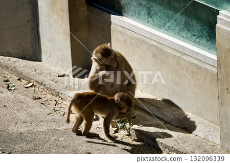 Parent and child of monkey Parent and child of monkey 132096339